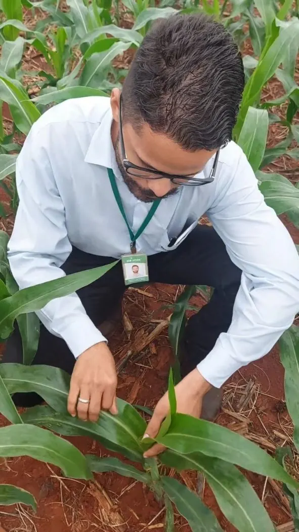 Agrônomo da Bio Sense avaliando plantas de milho