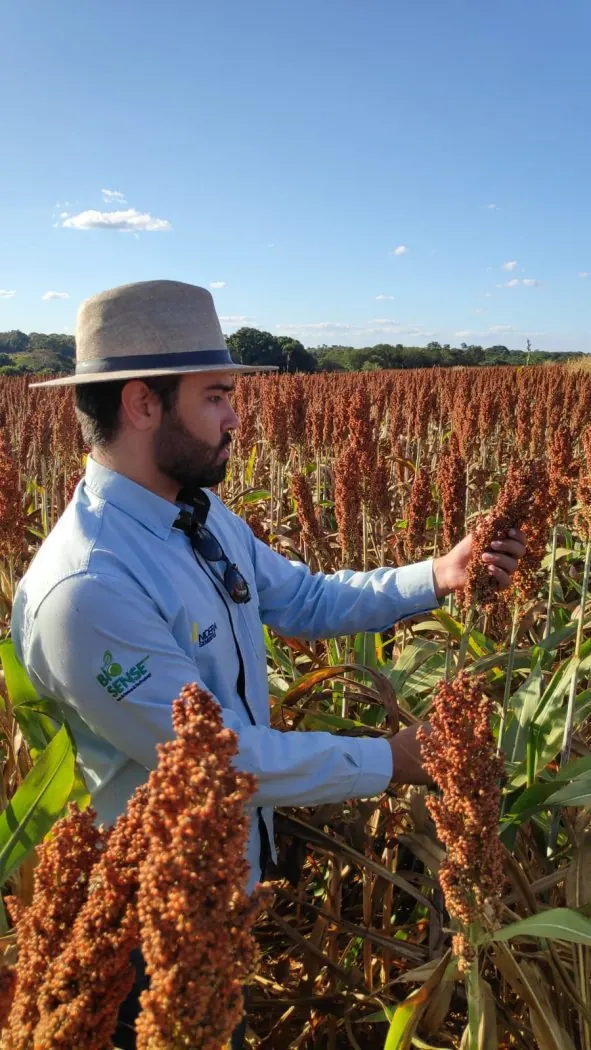 Agrônomo da Bio Sense em lavoura de sorgo
